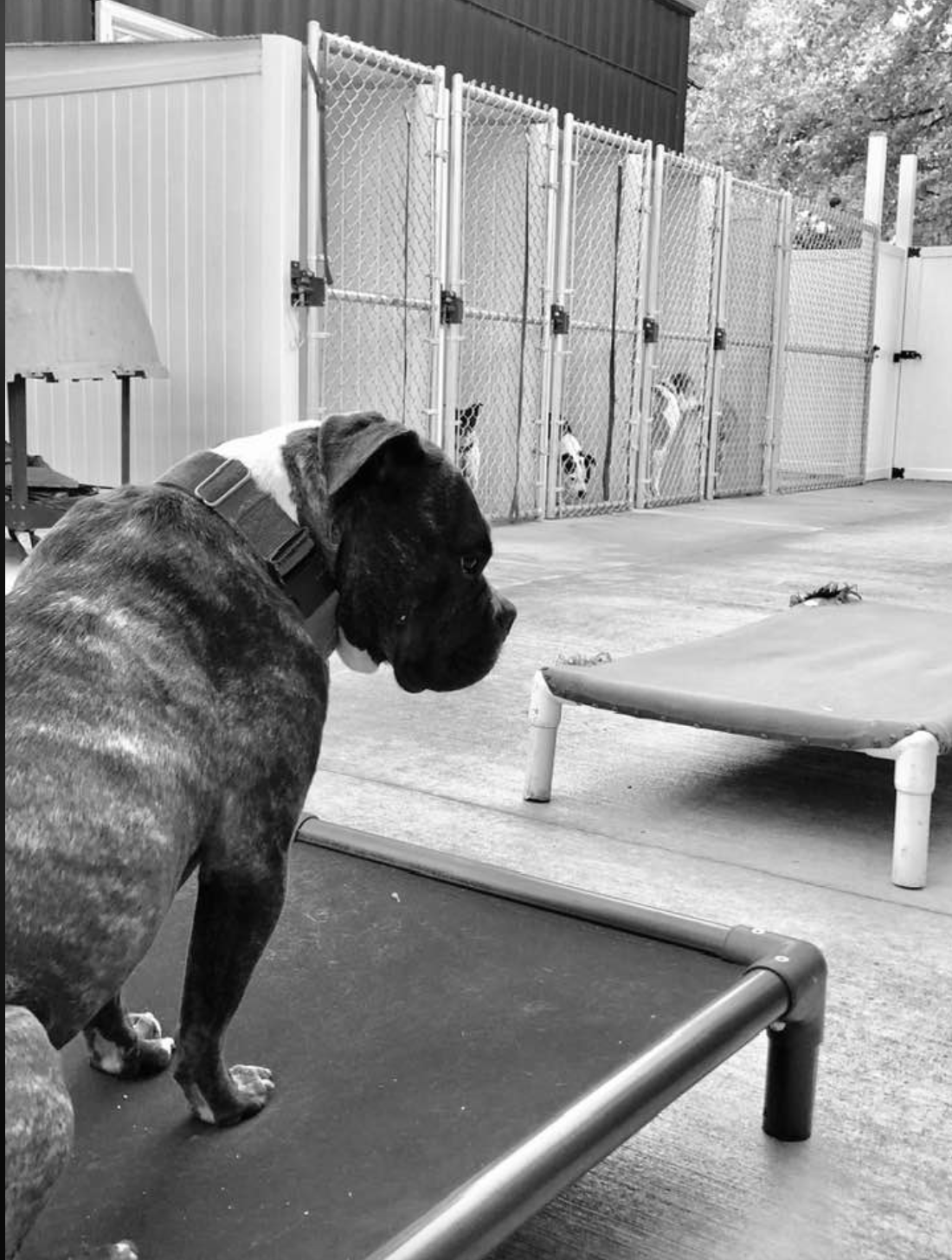 Board at The Doggie Inn